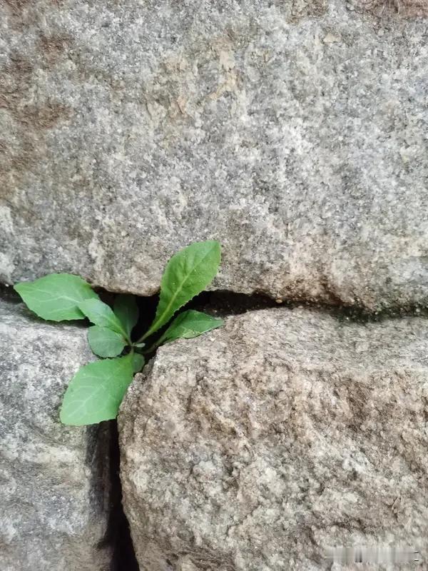 人生不可缺少的东西，我觉得是豁达的心胸、放下的勇气和重新开始的无畏。就像苏格拉底