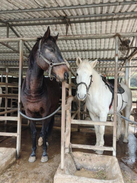 中国每年有470万匹马被屠宰，可是在国内几乎看不到有人吃马肉，这些马肉都流向哪里