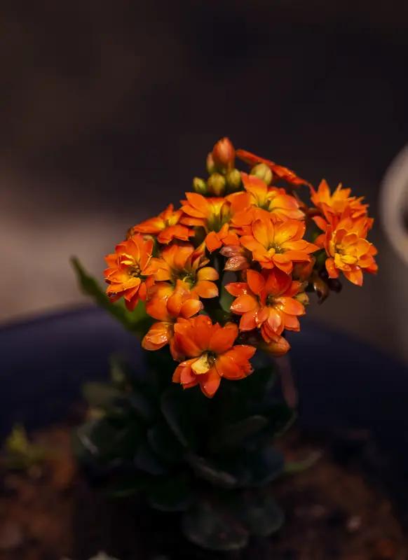 翻了翻相册，里面的花草照片就像一部生活的诗。有退休后在老院子里拍的花。长寿花是我