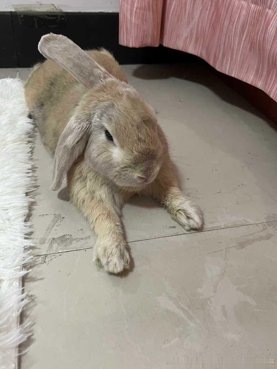 13685🐇【什么姿势】 