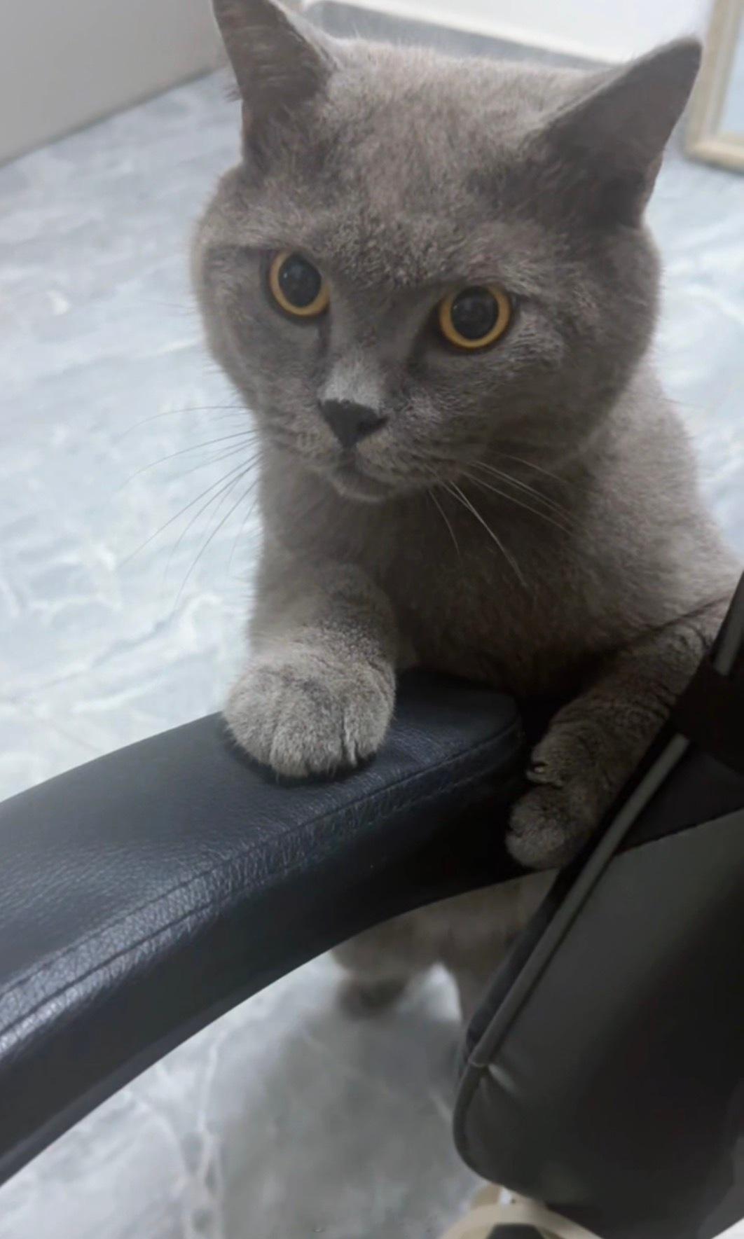 这哪有点🐈⬛猫样了，可能是披着猫皮的狗