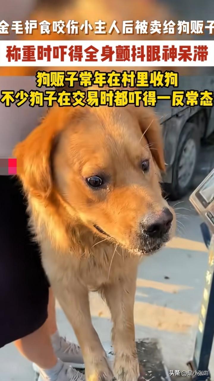 有些人真是是非不分
明明是这狗犯事了，一堆网友在哪喊冤，说可怜、主人狠心。却没有