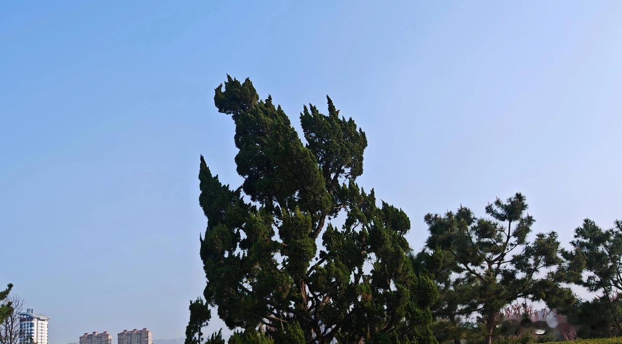 公园里酷似飞龙的龙柏树引人注目