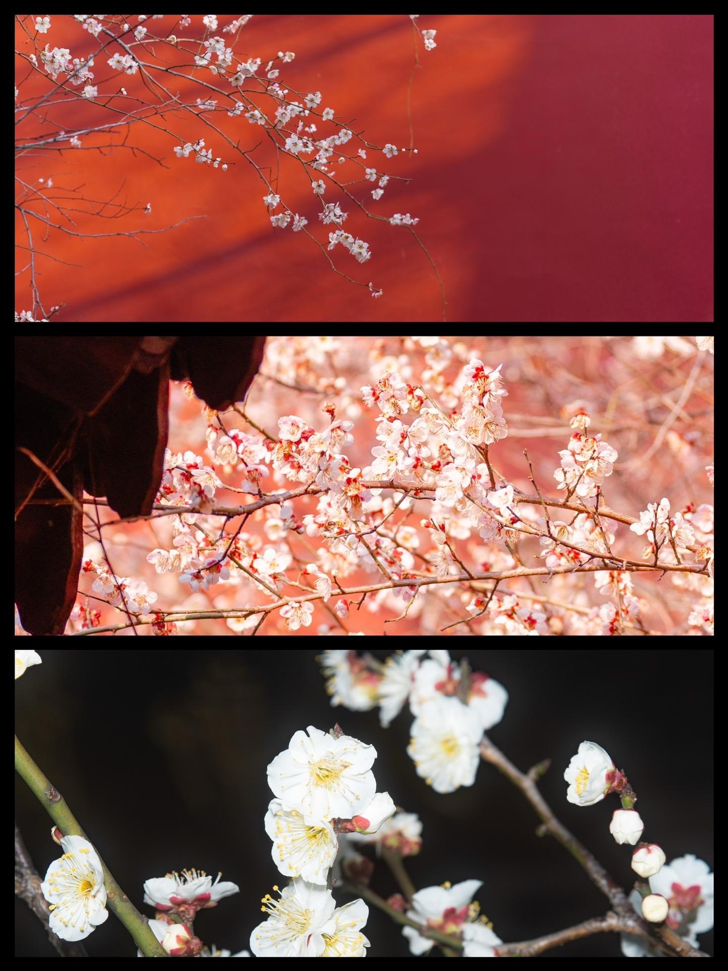 谁说梅花难拍的？这梅花可太好拍了！