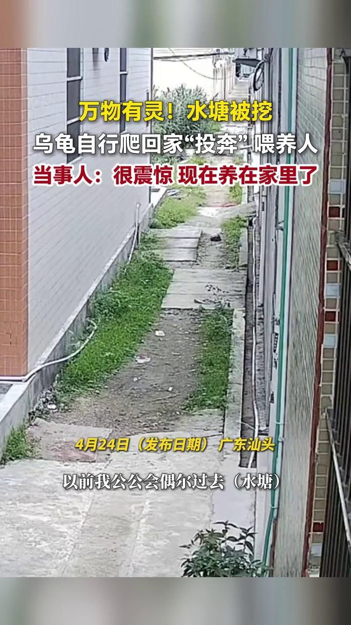 难怪人们将乌龟视为有灵性的动物。近日，广东汕头一处水塘因施工被填平改造，常年在此