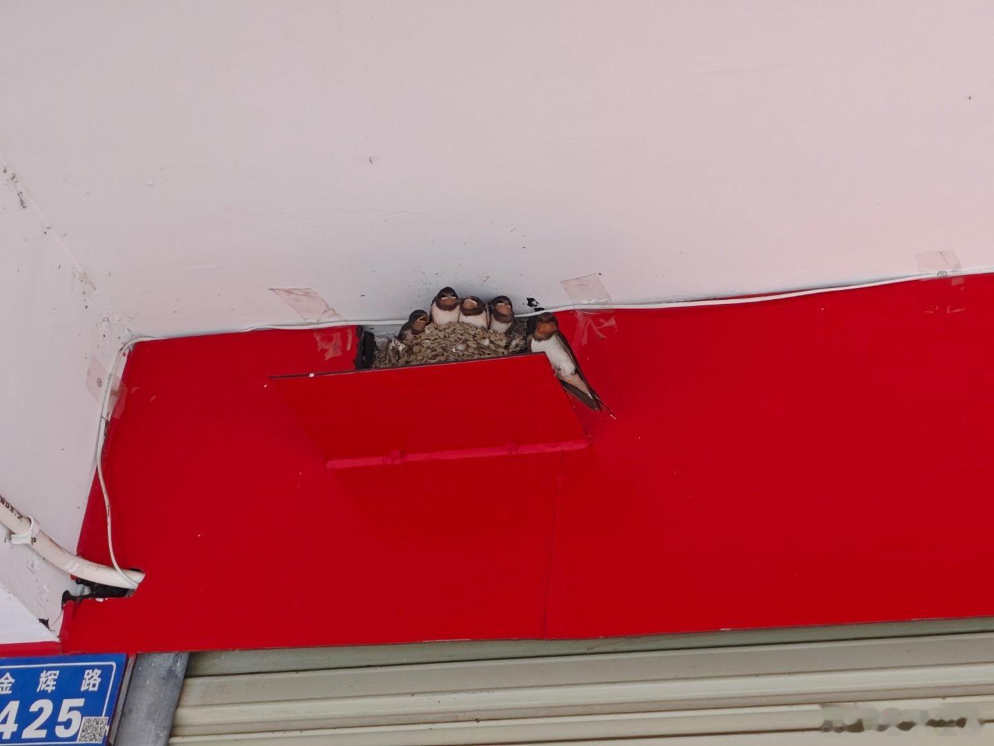 这么小的窝，哪里住得下一家六口，幼燕羽毛蓬松食欲旺盛，自从孵化后，亲鸟就没日没夜