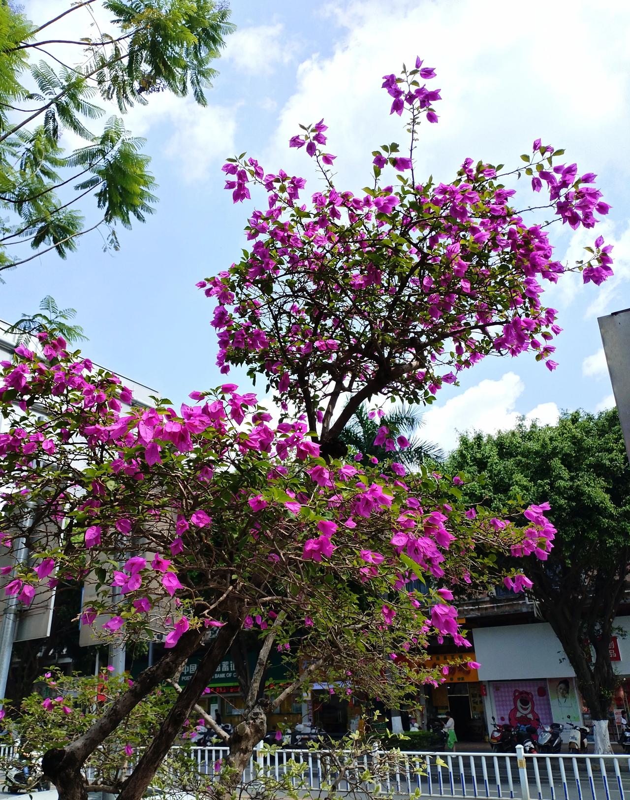 街头随拍: 岑溪义州大道，劳动节，花艳丽。