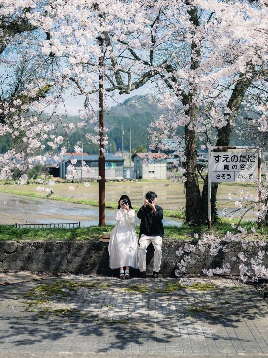 🇯🇵接下来的日本，樱花季是这样的📍附地址