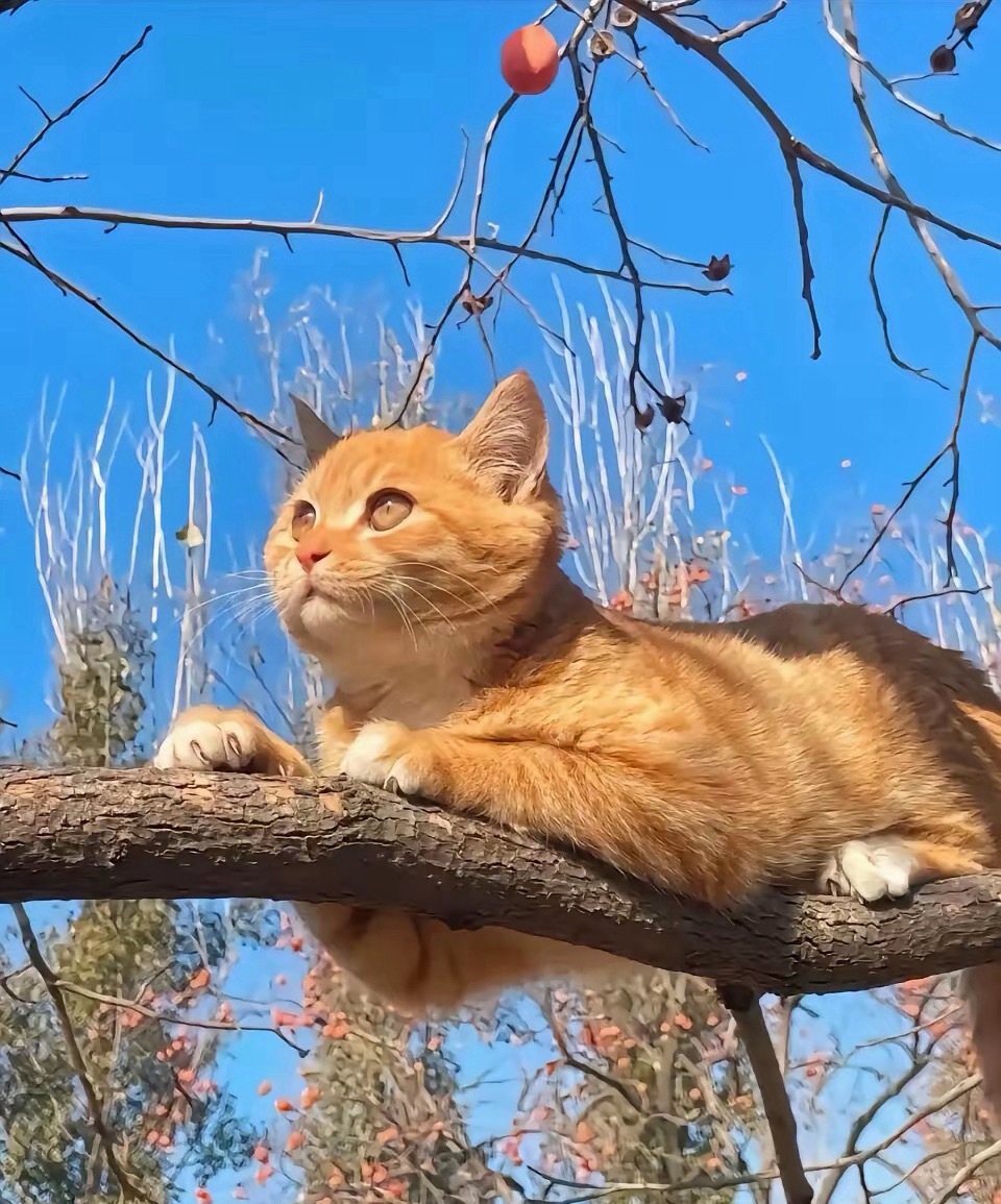 场外可以开定投一次，反正比昨晚大跌过了。不过仓位不要超过7层合计。已经买够的就趴