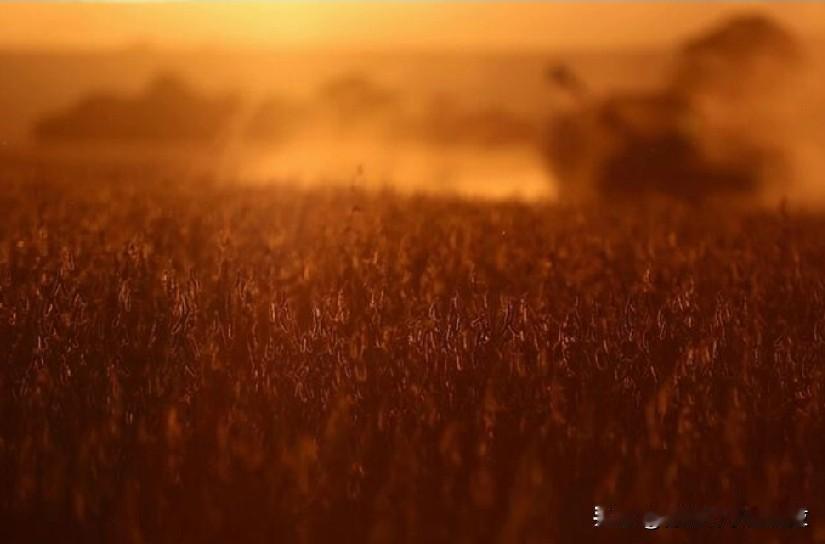 中国连续第二个月没有进口美国大豆，巴西进口增长29% 。
北京(路透社)-中国连