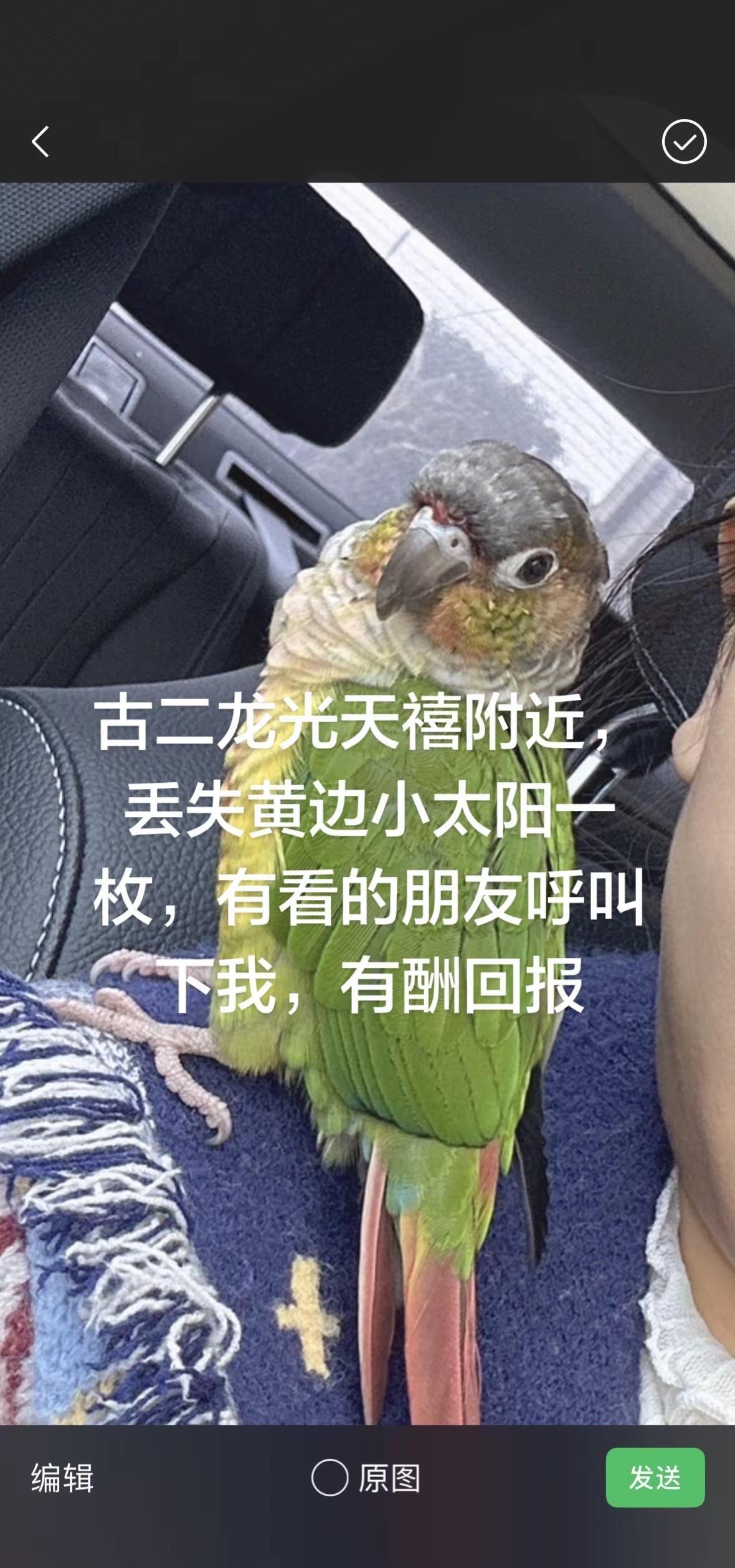 古二龙光天禧附近丢失黄边小太阳一只，有看到的朋友麻烦联系我13113933063