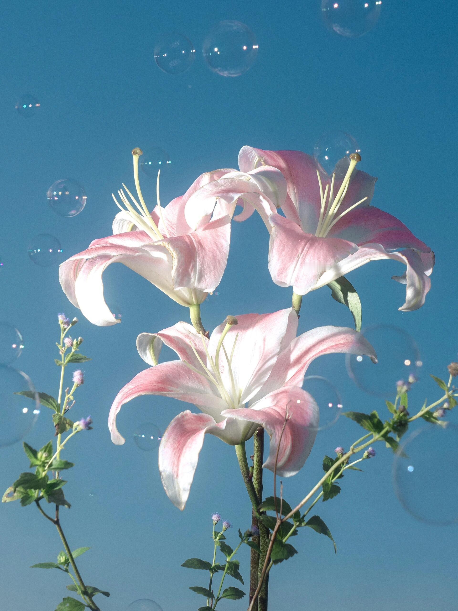 粉百合 ​​​