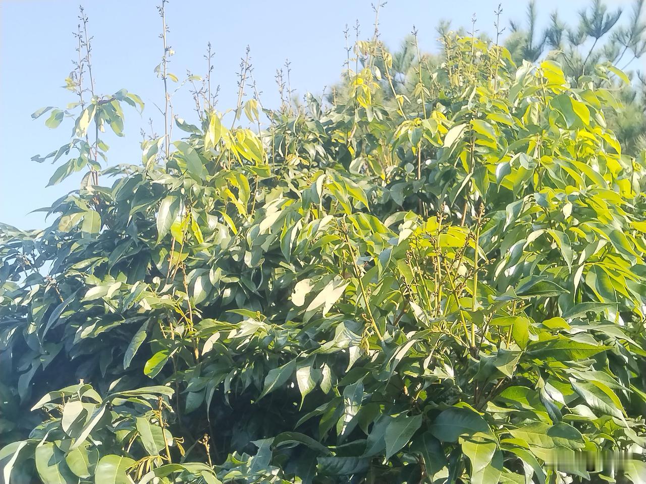 荔枝叶后花控梢，务必谨慎操作！

近日，在朋友圈、抖音等平台看到不少人分享，因控