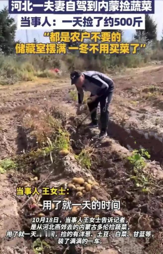 自驾去内蒙古游玩，竟意外捡回500斤蔬菜！原来是在途中发现农户遗落，便帮忙收集。