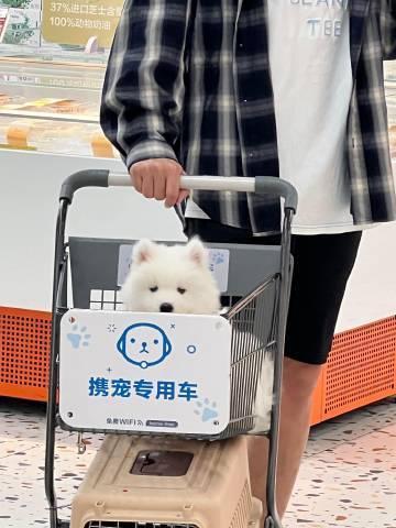第一次逛超市的萨摩耶宝宝 ​​​