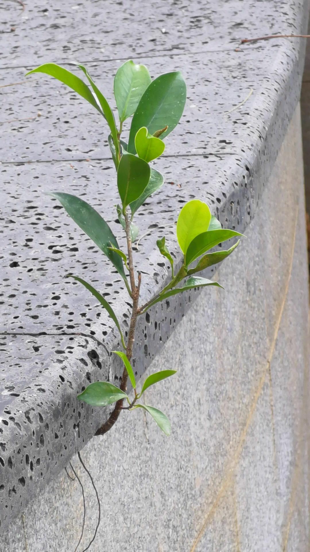 石缝里的生命力有多强？🌿某天路过小区石缝，发现一株倔强的野草。它没有肥沃土壤，