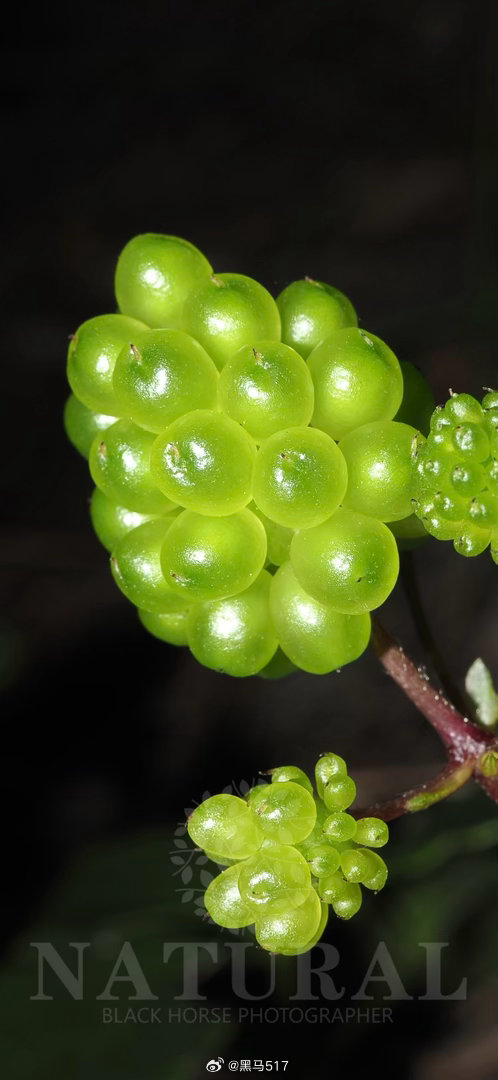 火叶莲 Knowltonia vesicatoria 毛茛科 浆果莲属 ​​​