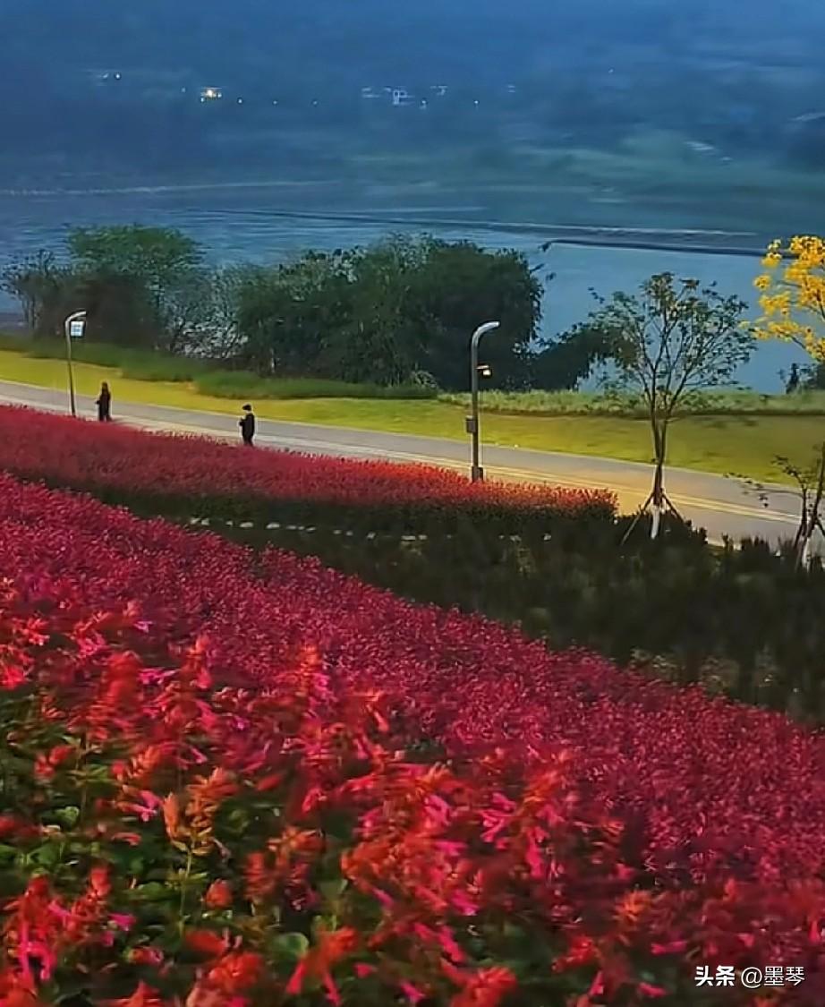 夜幕下的岷江花海，确实是美得让人流连忘返、挪不开眼。


夹江岸上，翠屏真武二山