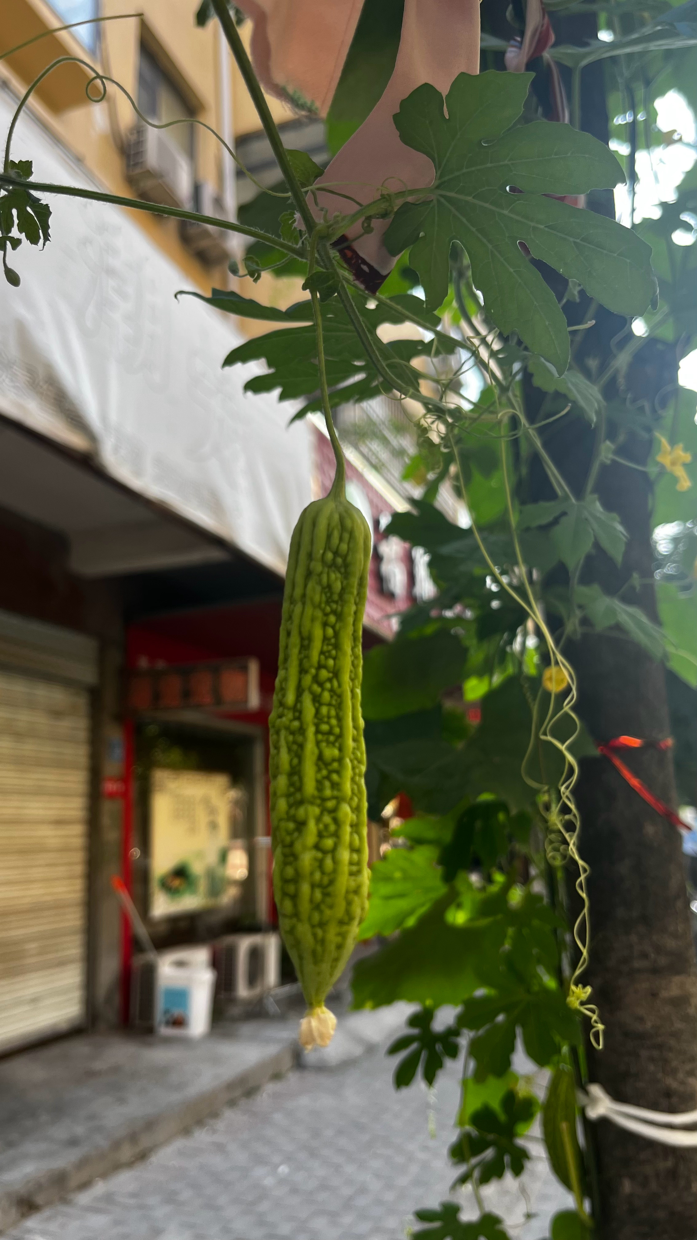 老家郸城随手拍郸城 周口·郸城
