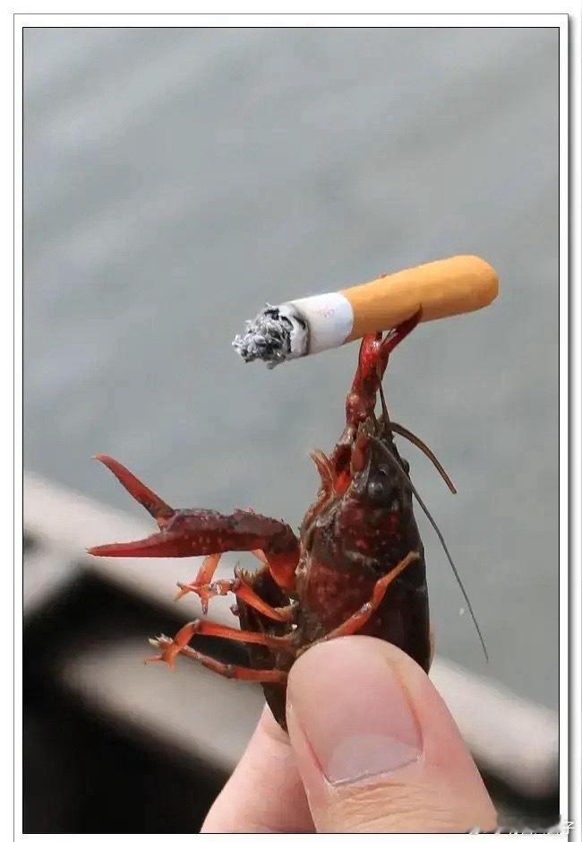 赛博龙虾：从“电子牛马”变“吞金巨兽”，养不起更删不起！ 本想请回一只任劳任怨的