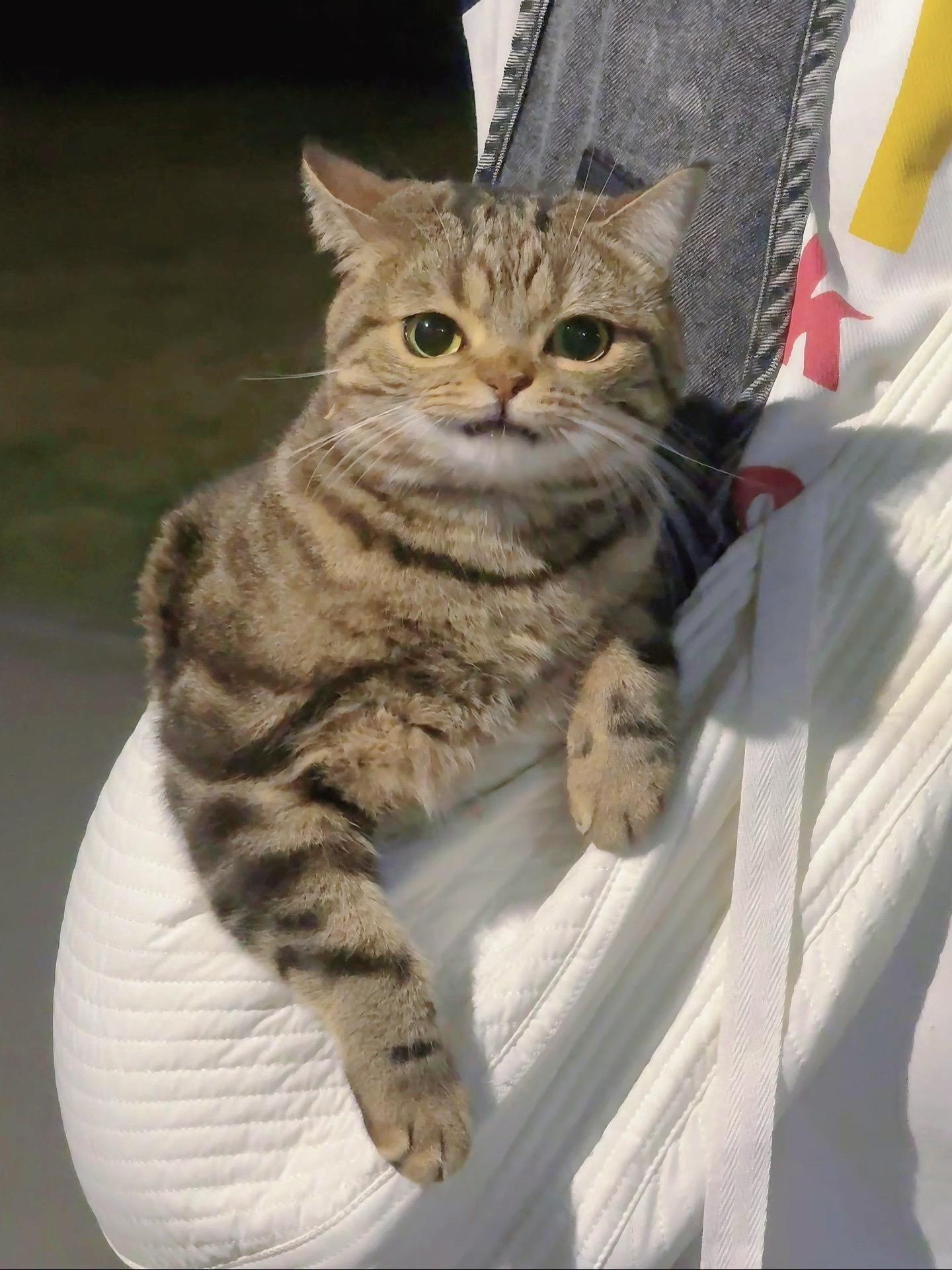 又又又又遇到这只拽拽小猫。原来就是我家的