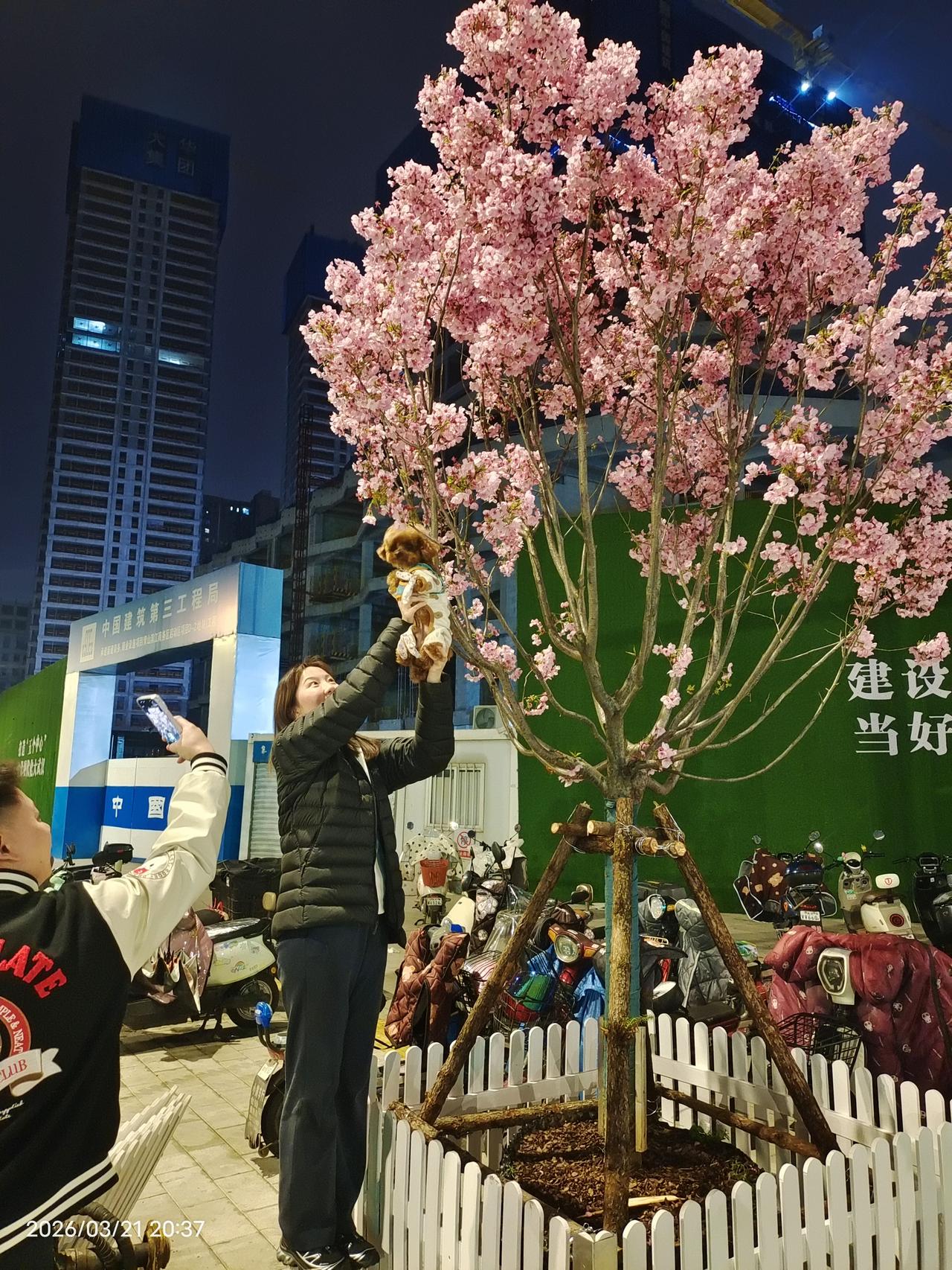 汉马终点青山区江滩公园樱花大道，移动樱花没有如期而至，今晚加班补充一下移动樱花。