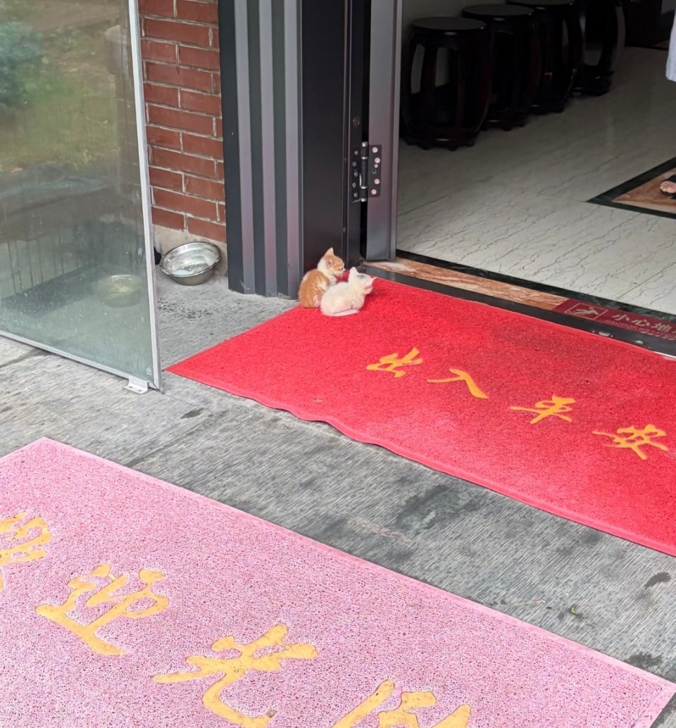 萌宠 一对小拖鞋 