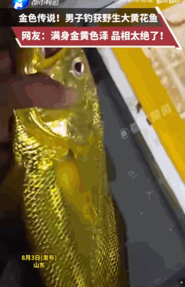 金色传说！山东，一钓友在大海上猛地甩出一竿，居然拉上来一条满身溜光水滑、泛着刺眼