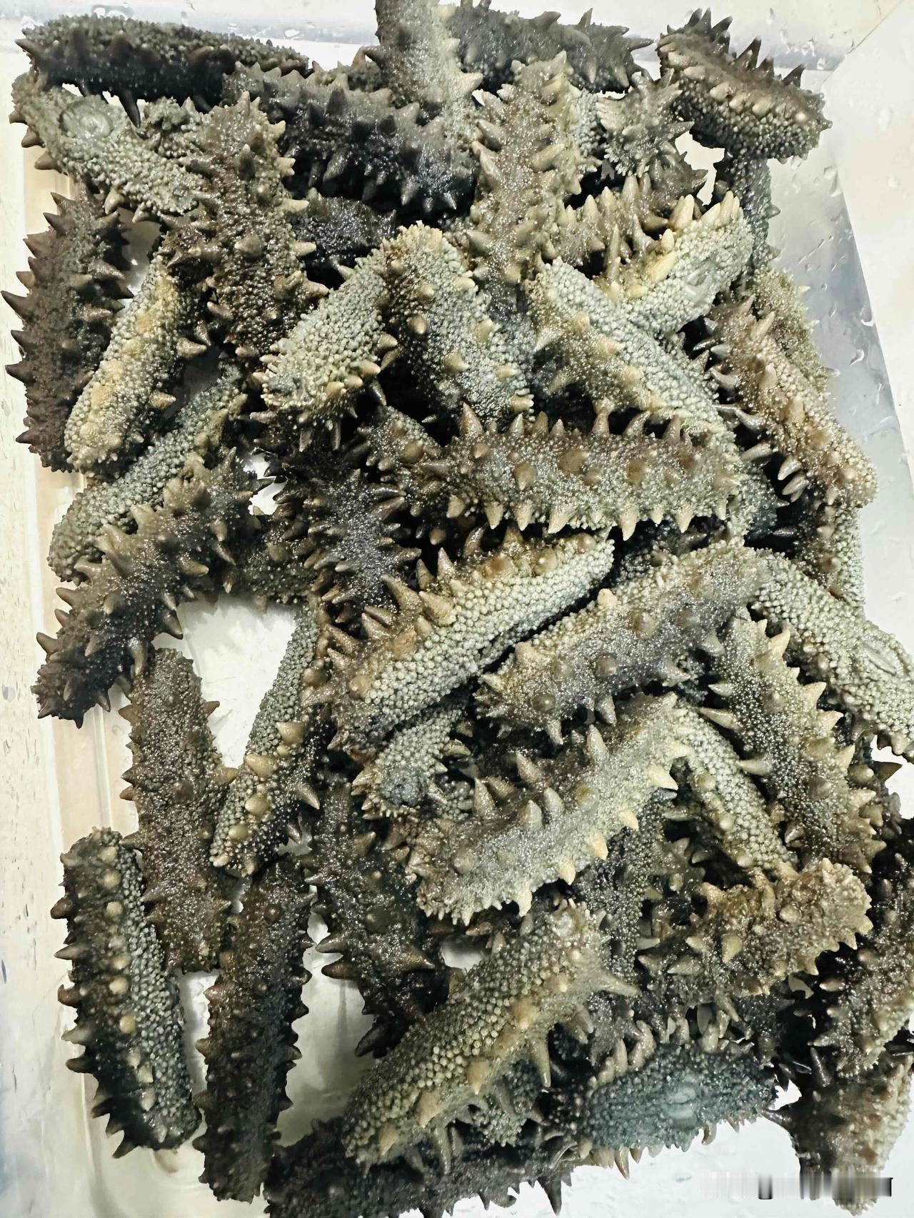 锅里还煮着海参，老爷们在看着，今晚上又得下半夜。
经常有姐妹说她们羡慕我们的生活