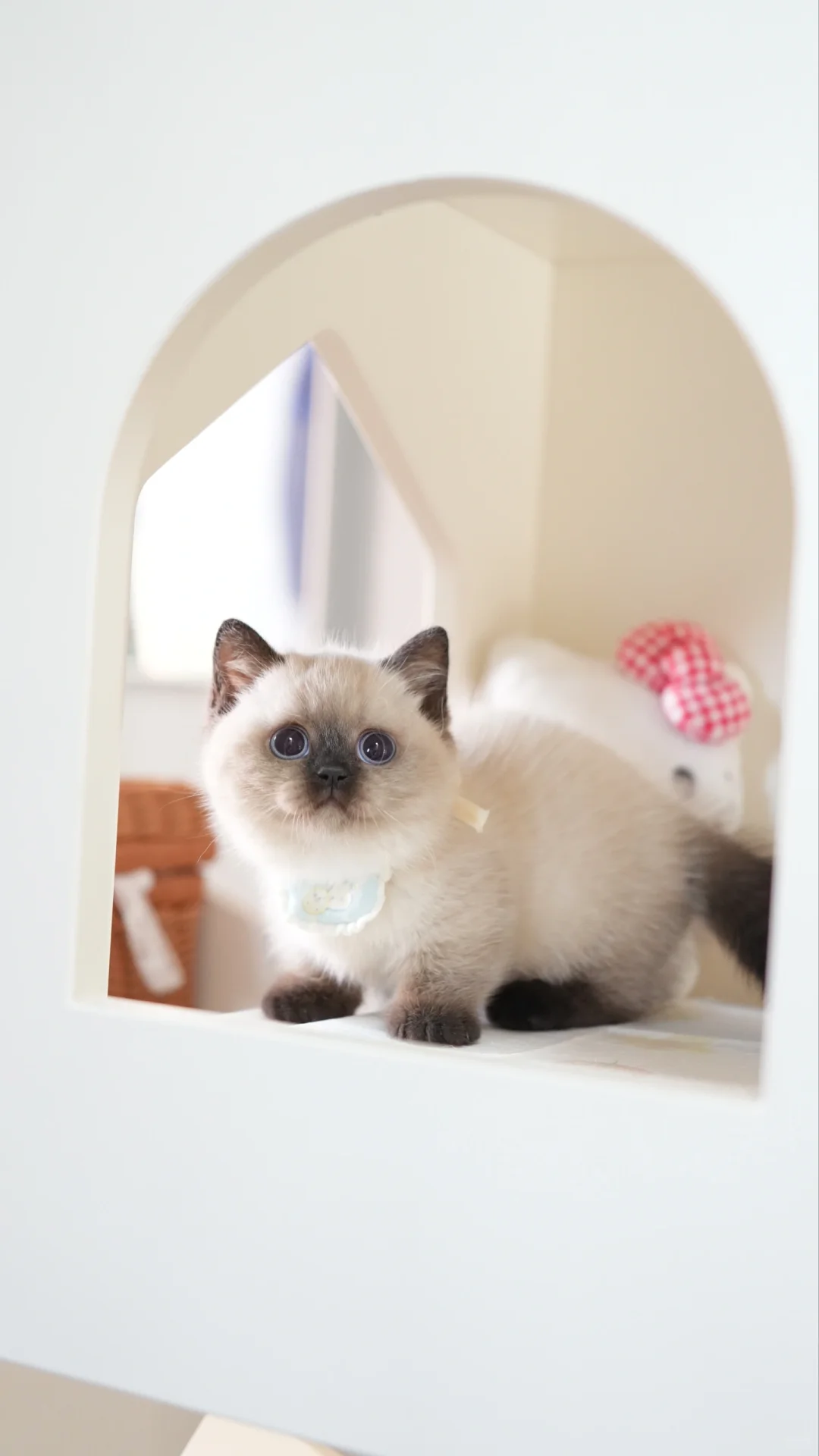 怎！么！能！这！么！可！爱！重点色曼基康矮脚猫