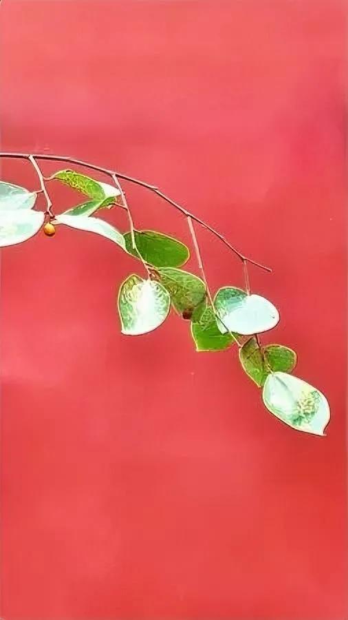 狗扑我，我凭啥先跑？

闯入者踹门，我凭啥先让？

长治摔狗反杀案刷屏，不是同情