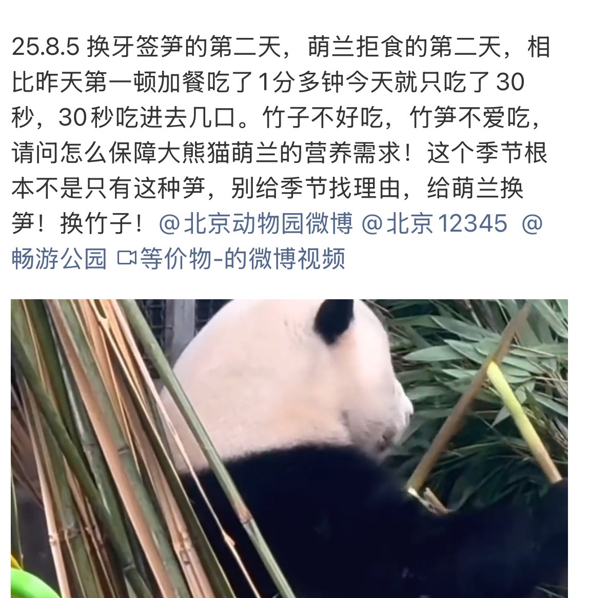 萌兰  2026.7.18 今天换了竹笋的品种，新上的应该是箭竹笋。第一顿，0进