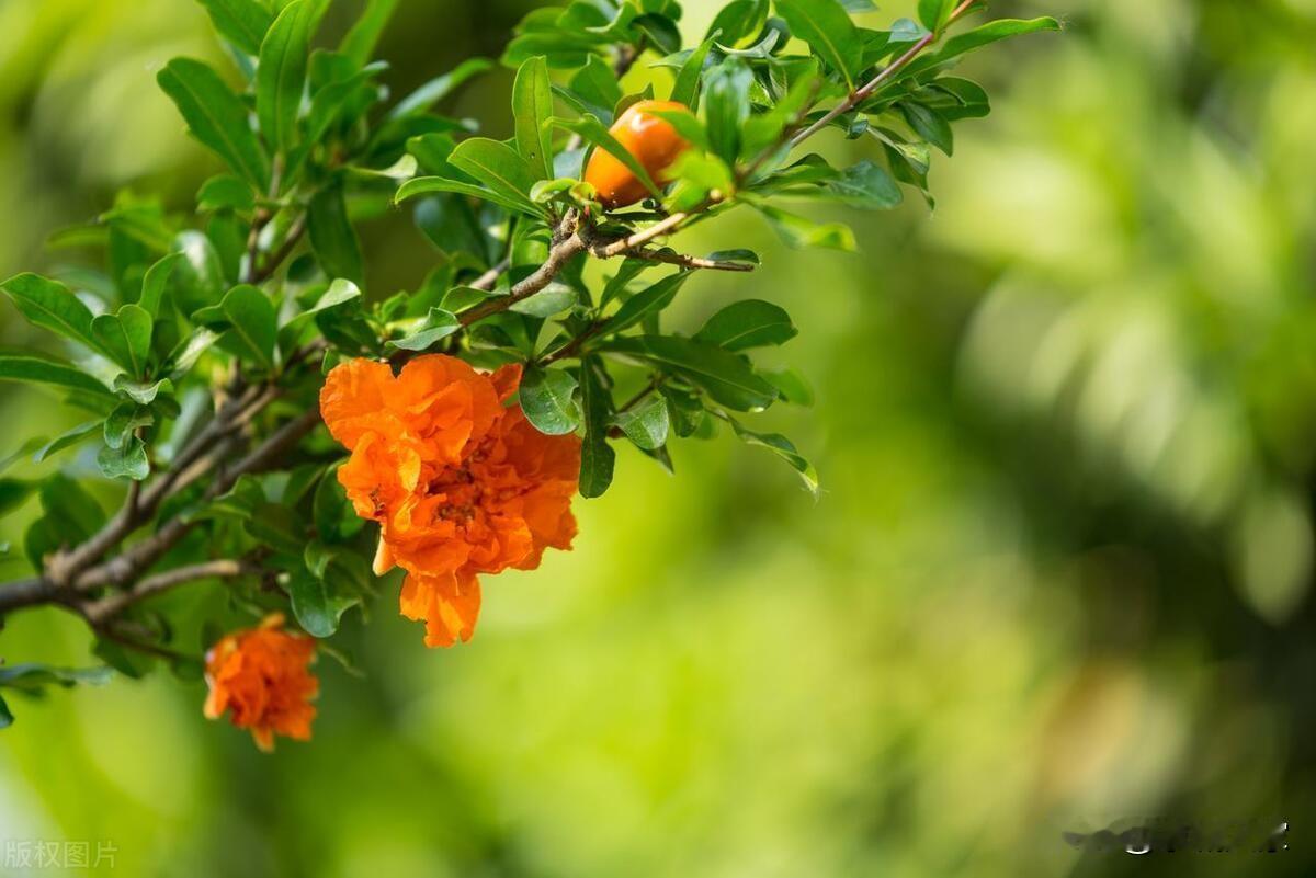 立夏节气
        立夏是二十四节气的第七个节气，今年的立夏节气始于5月5
