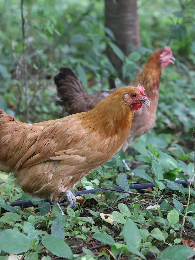 秋冬要喝滋补汤~来只三德子的土鸡煲个鸡汤