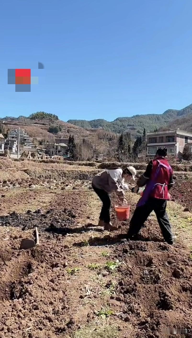 云南农村现在都可以种土豆了。好像南方的农村一年四季都可以种植。
班上服务生小罗是