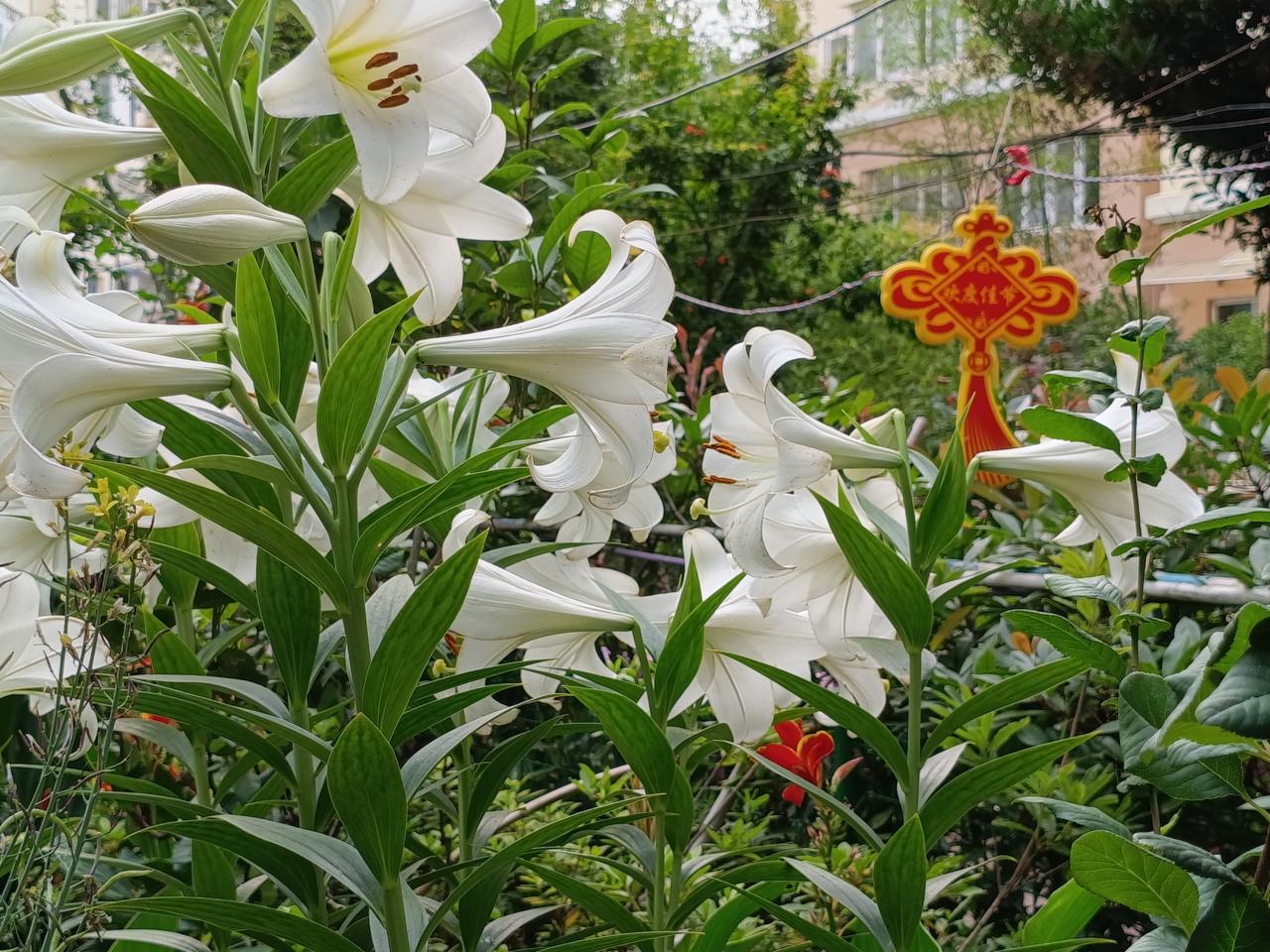 百合花名字好听，寓意也好，还有浓郁的香味，很受爱花人的青睐。

但据说百合花有宜