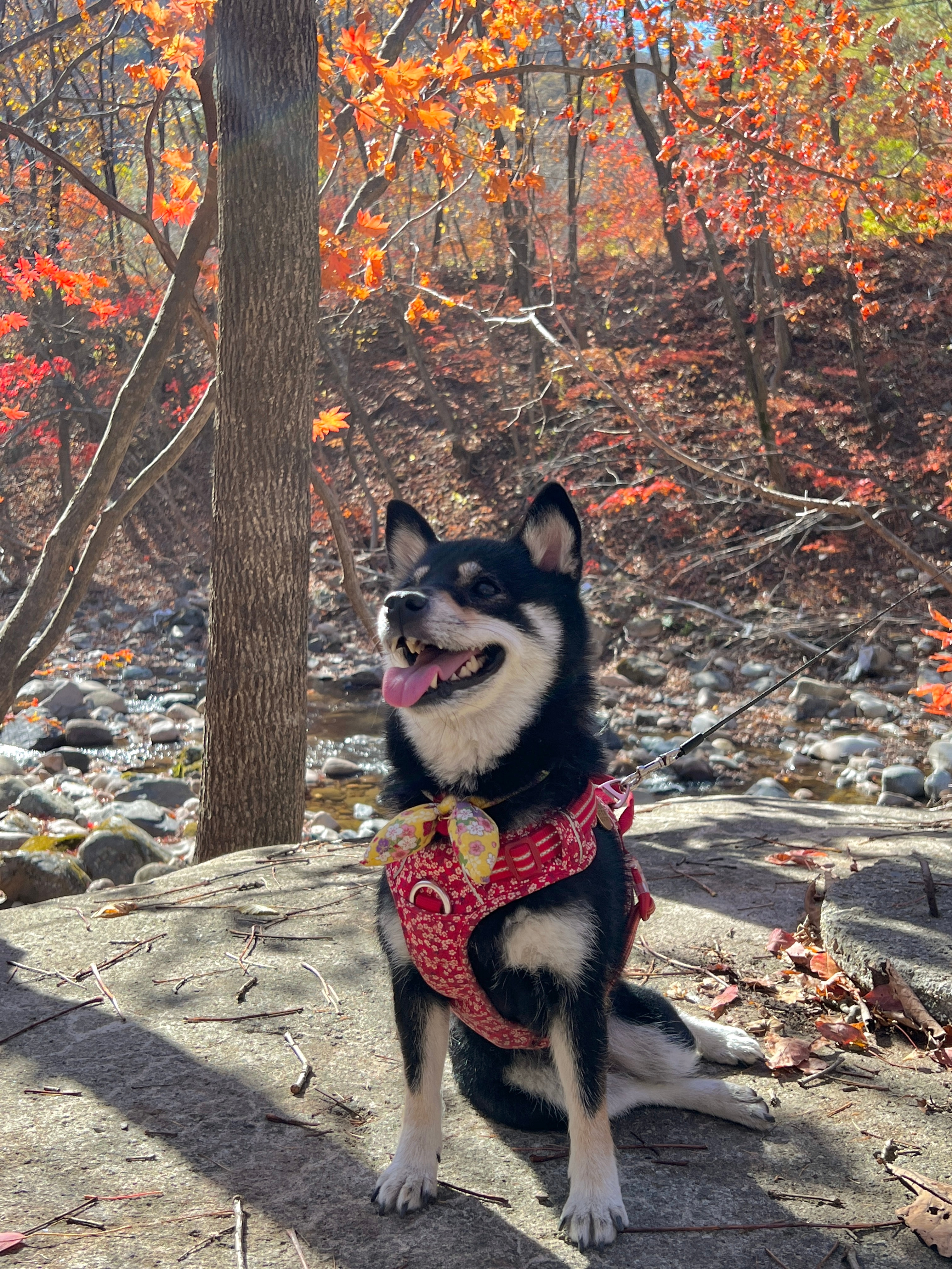我和我的可爱修狗们🐶 ​​​