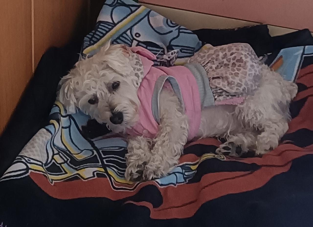 大家看的出，这只是公狗还是母狗？穿着小腰裙，好温柔啊！全身雪白雪白，没一根杂毛。