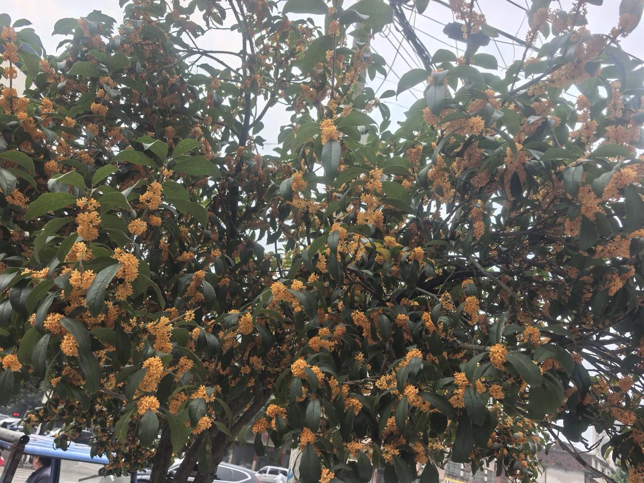 湖南永州的桂花树，开得满树都是。
我在惠州种的桂花树都是稀稀拉拉的。奇怪的是，桂