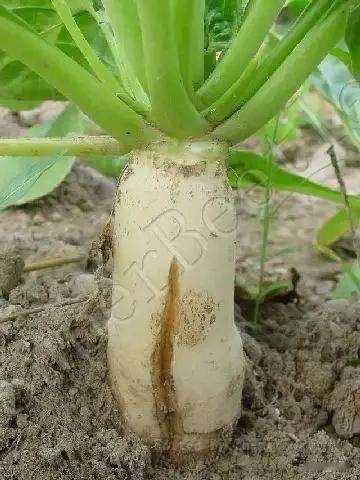 白萝卜开裂怎么回事？
不少菜友种白萝卜，临收获遇上裂口，看着真心疼。干了多年种菜