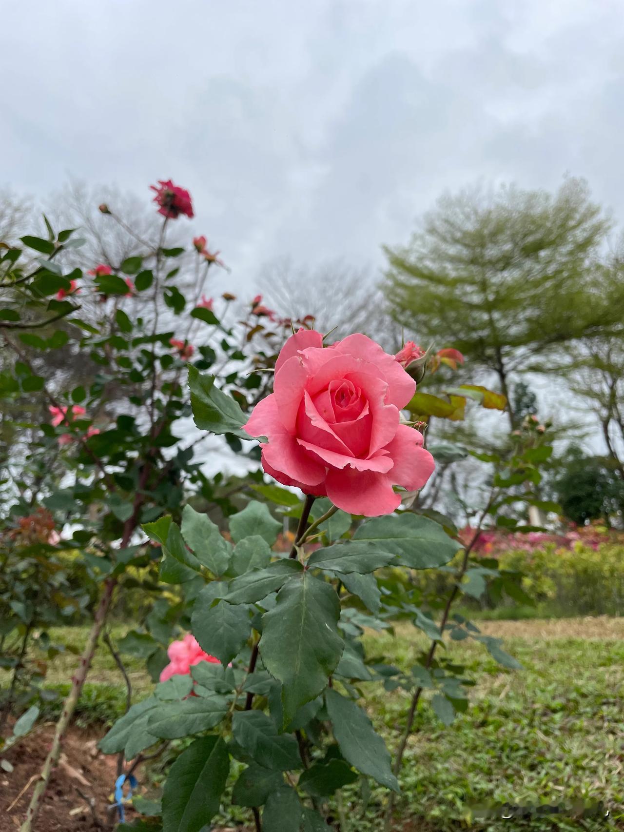 踏入东莞植物园，就撞进了一场五彩斑斓的花事。
瞧那月季花，红的似火，每一片花瓣都