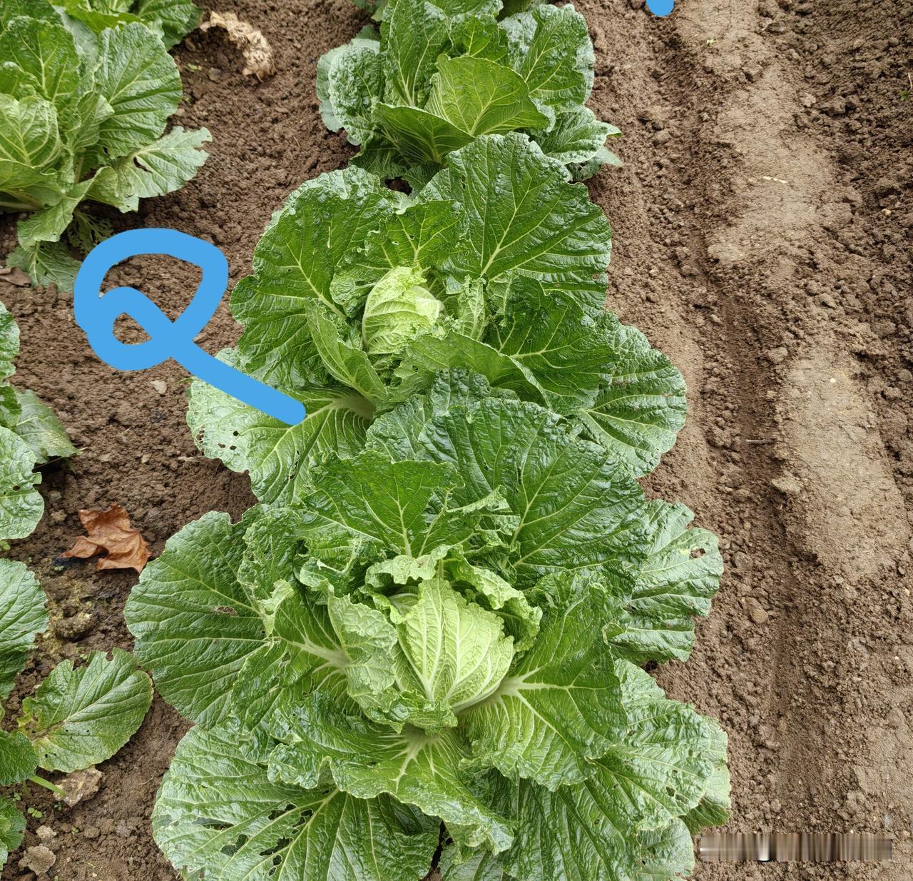 白菜寒露“平口”,何为平口?
白菜莲座后期，内层叶内卷，早上时分，外层叶呈侧斜直