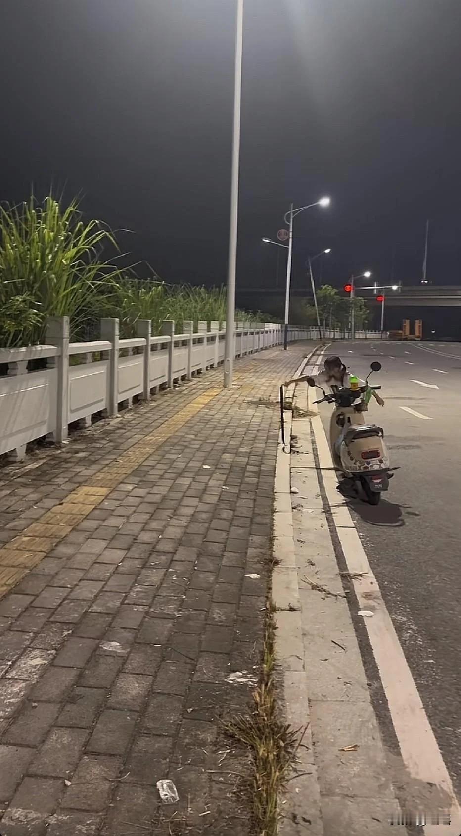 属实大开眼界！夜晚骑电动车路上偶遇大蛇，这姑娘一点不怂，直接徒手把蛇抓住。
换普