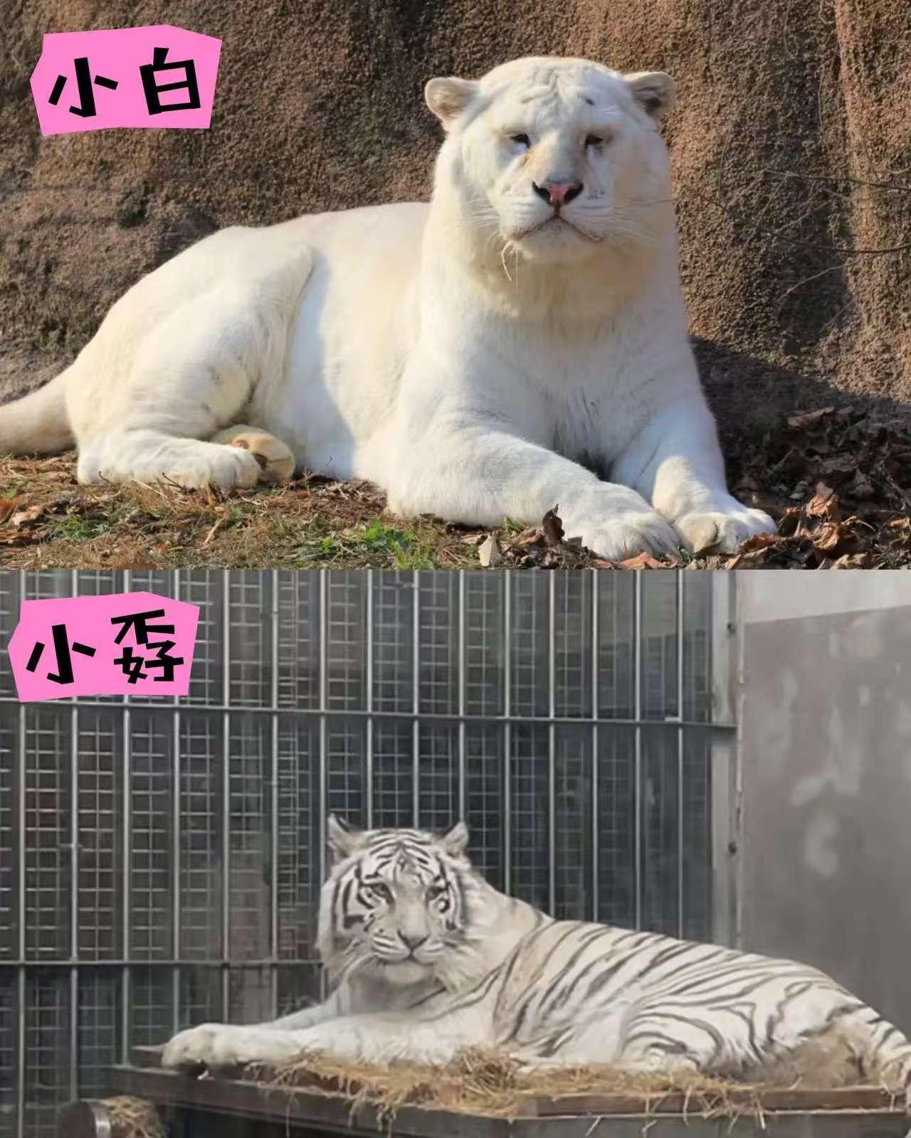 太心疼了，
特意去查了一下跟小孬打架的老虎，
竟然是小孬同父同母的亲弟弟——小白