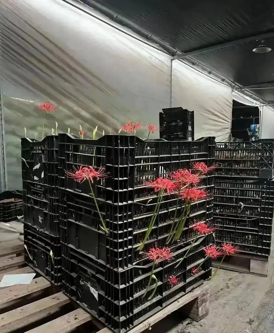 浙江一仓库荒废两月，男子在进入时，里面开满了漂亮的花朵 