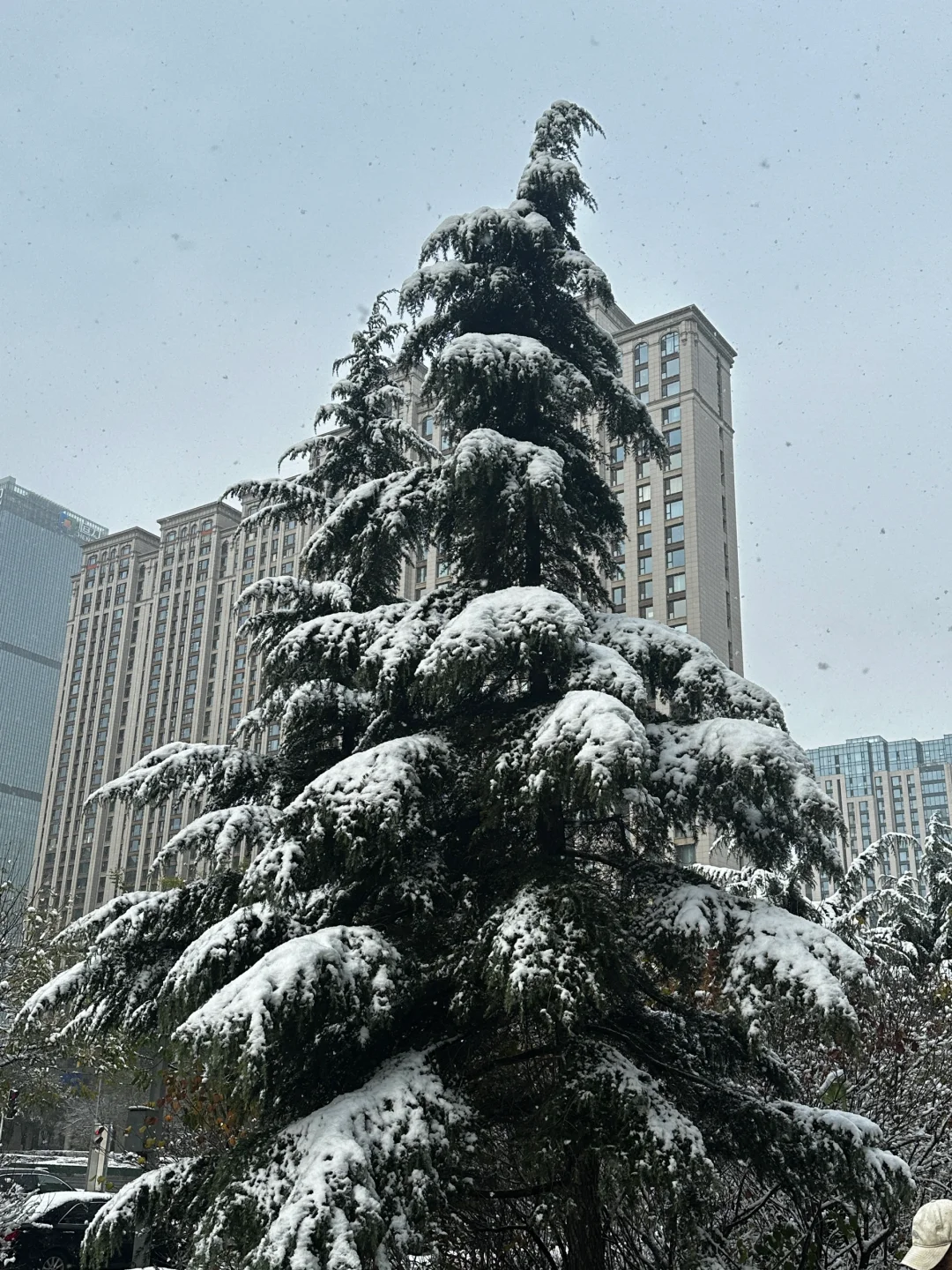 大连初雪❄️这棵好像圣诞树🎄