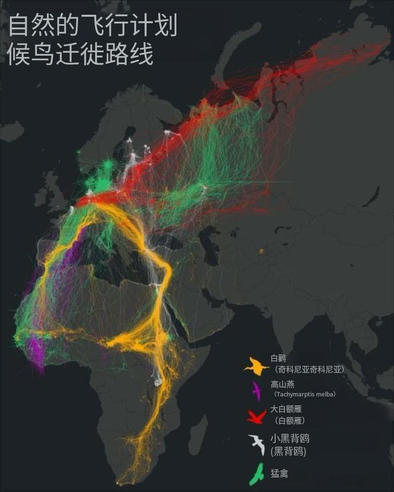 候鸟迁徙路线 候鸟迁徙地图