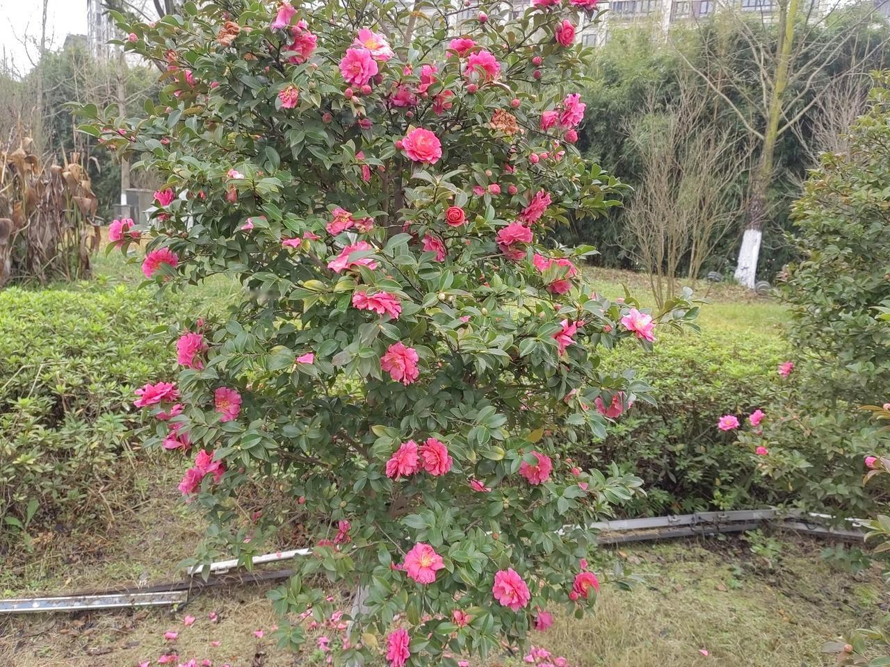 《山茶花盛开挺耀眼》
     寒风凛冽百花凋
     抬头望一片荒凉
   