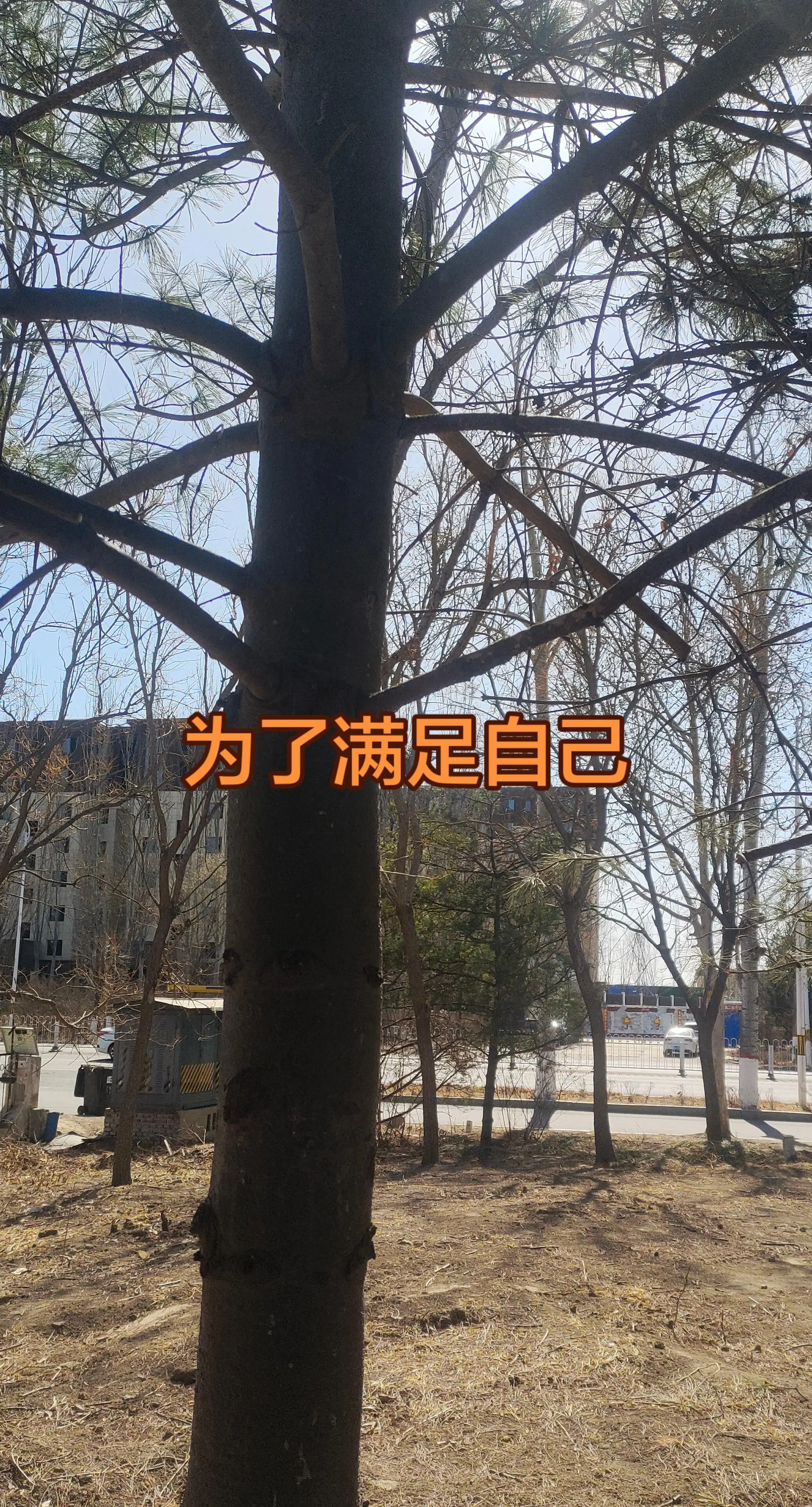 松树