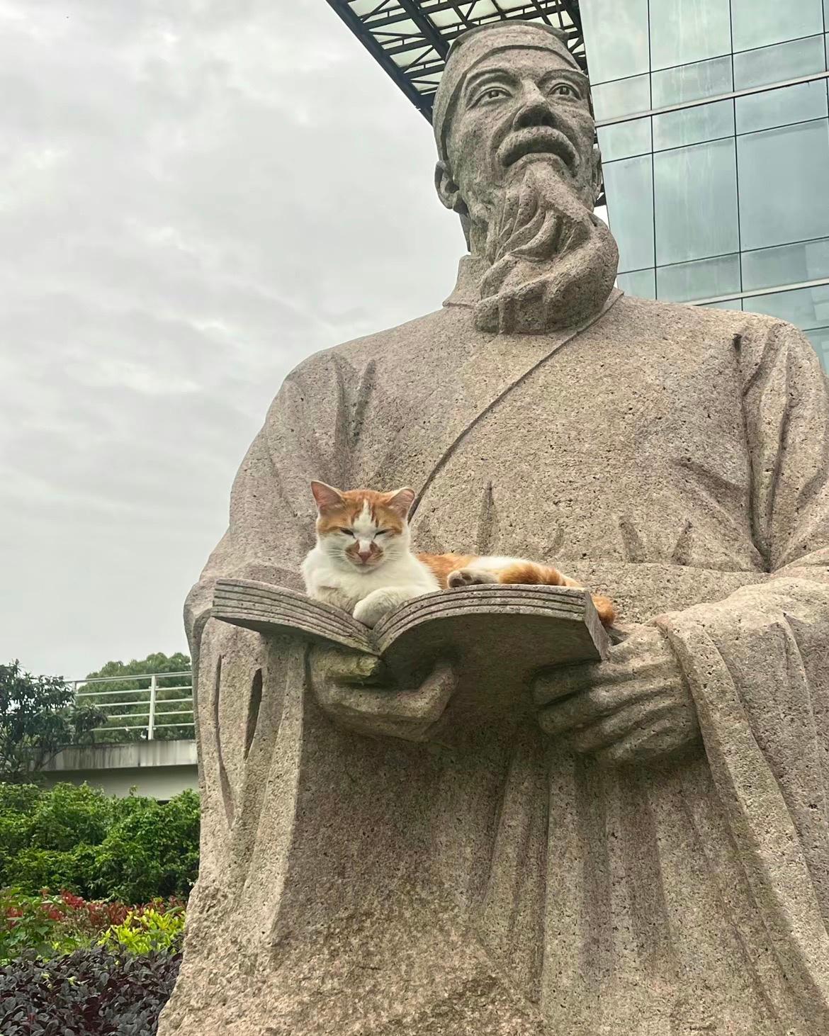 书中自有喵喵喵